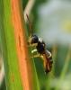 Cerceris ruficornis